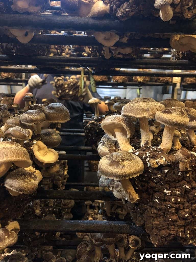 A glimpse into the humid, carefully controlled environment of the River City Mushroom Farm, showing rows of mushroom cultivation blocks.