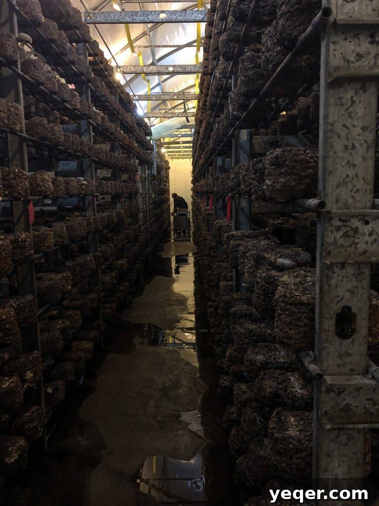 An interior shot of a local mushroom farm, revealing the organized setup for mushroom growth with controlled lighting and humidity.