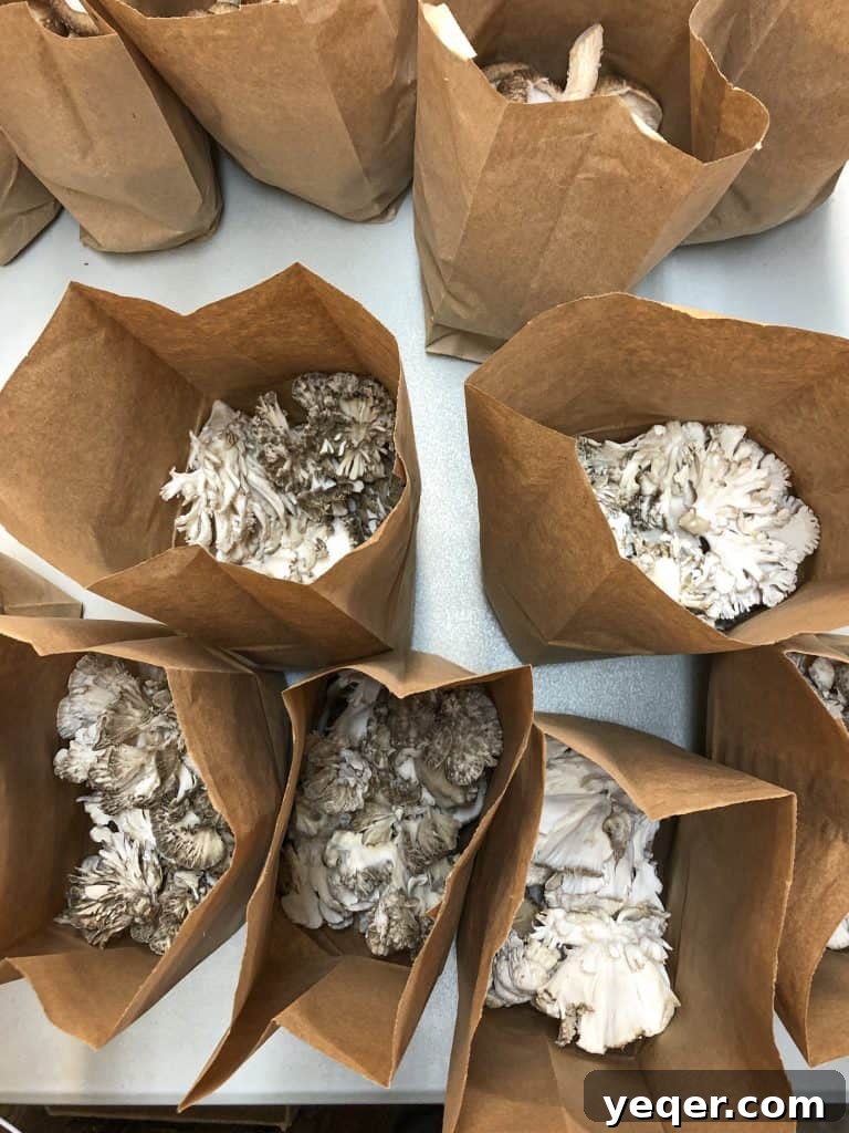 Another view inside River City Mushroom Farm, highlighting the lush growth of shiitake mushrooms emerging from their cultivation blocks.